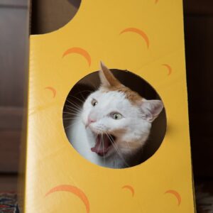 Giant Cheese Wedge Cardboard Cat House - Image 2