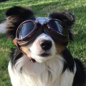 Doggles Sidecar Protective Eyewear - Image 4