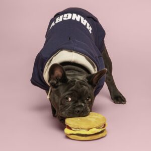 Cheeseburger Super Squeaker - Image 4