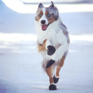 Protex Pawz Rubber Dog Boots
