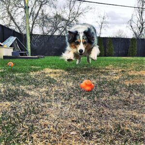 Crazy Bounce Ball - Image 4
