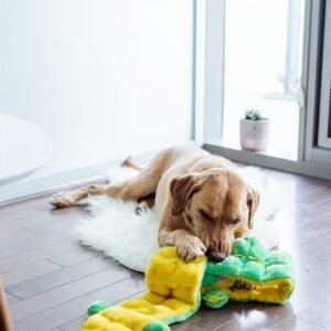 Squeaker Matz Gator - Image 3