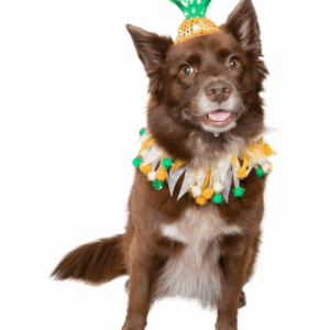 Pineapple Costume - Dog - Image 2