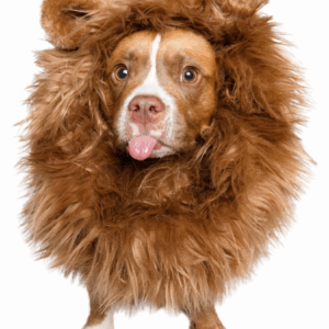 Lion Mane - Image 2