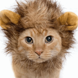 Lion Mane - Image 3