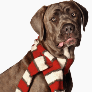 White and Red Dog Scarf