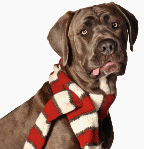 White and Red Dog Scarf