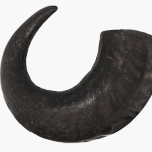 Water Buffalo Horns