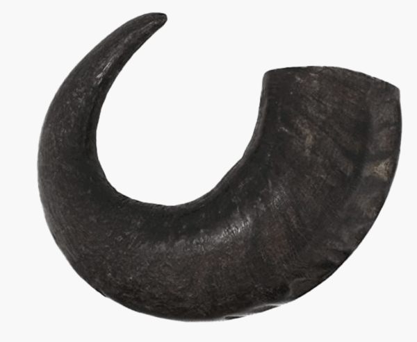 Water Buffalo Horns