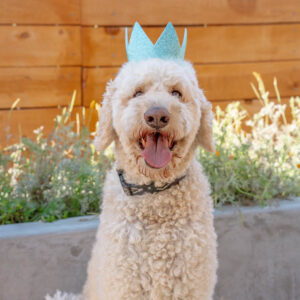 Party Crown Birthday Hat