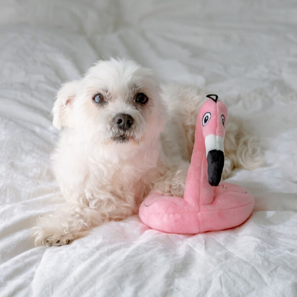 Lulubelles Flamingo Float