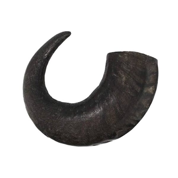 Buffalo Horn