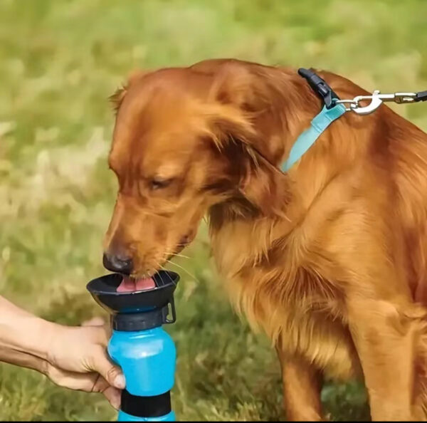 Portable Dog Water Dispenser