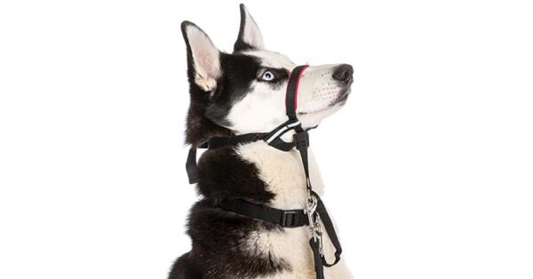 Halti Optifit Headcollar
