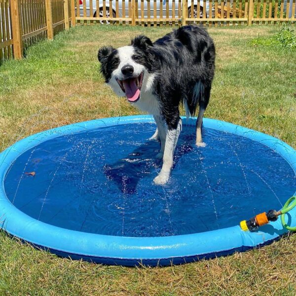 Dog Splash Pad