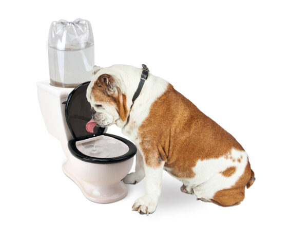 Toilet Water Dish