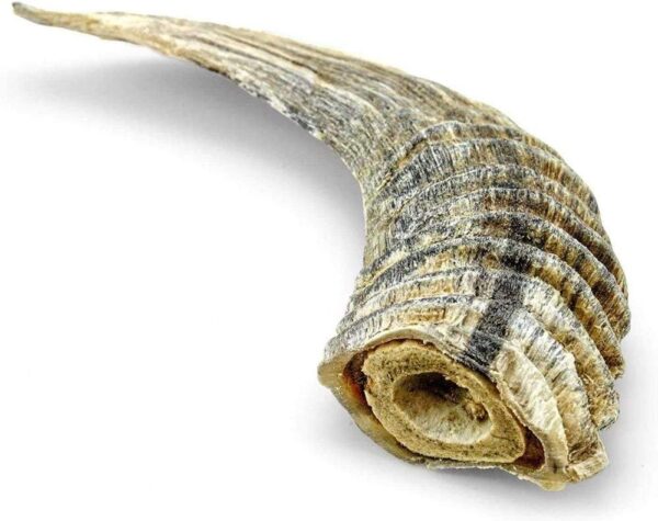 Lamb Horns